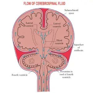 human brain floating in protective blue cerebrospinal fluid inside a head