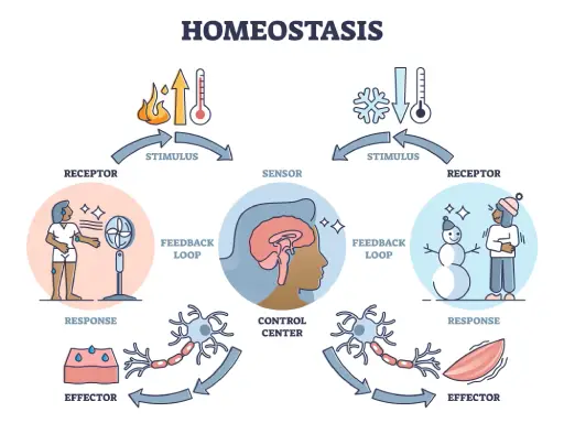 A hand-drawn graph on a biology homeostasis worksheet showing body temperature fluctuations over a 24-hour period