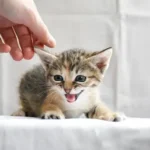 A tiny tabby cats with its mouth open meowing while a human hand gently pets its head