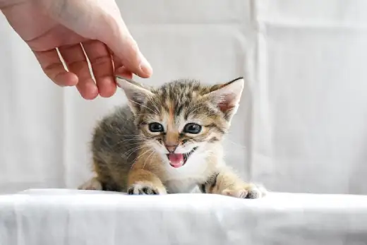 A tiny tabby cats with its mouth open meowing while a human hand gently pets its head
