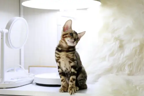 A spotted Bengal cats baby sitting alertly on a white desk next to a lamp, looking curious.