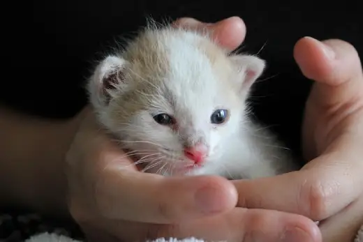 A small white and ginger cats baby being held safely in two human hands, showing its natural blue eyes.